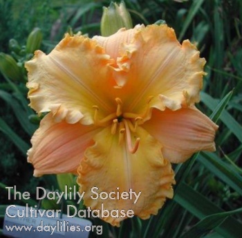 Daylily Leather and Lace